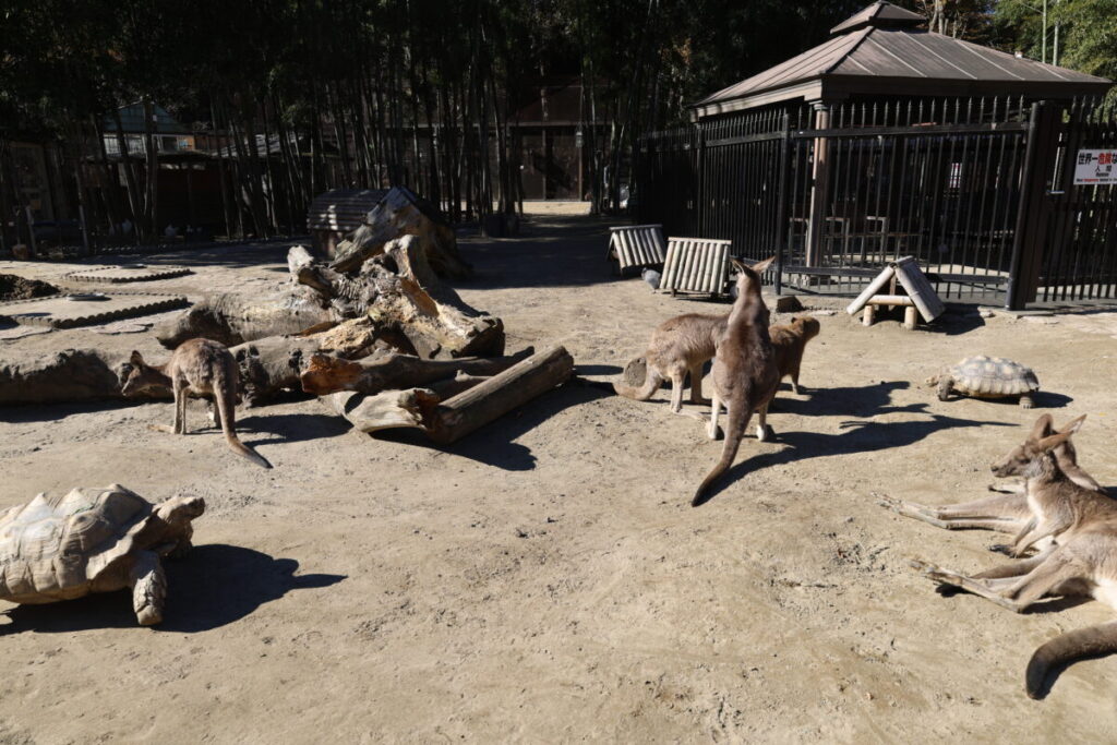 サユリ・ワールド 動物とのふれあい